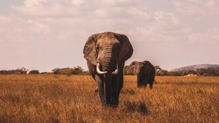 Two elephants in field