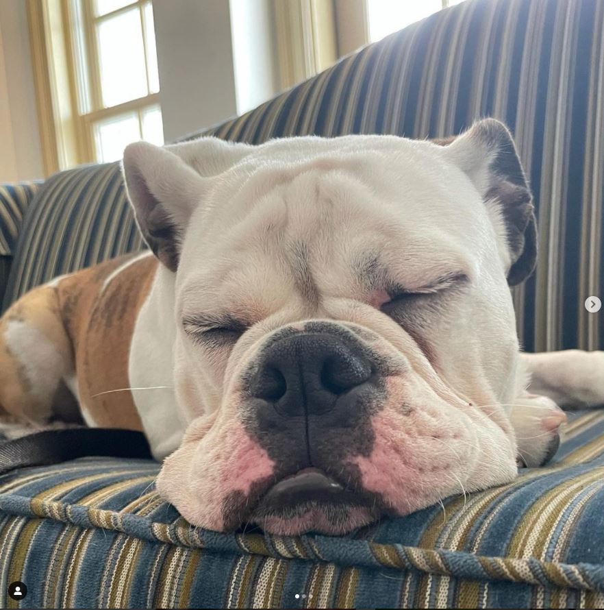 Handsome Dan on couch