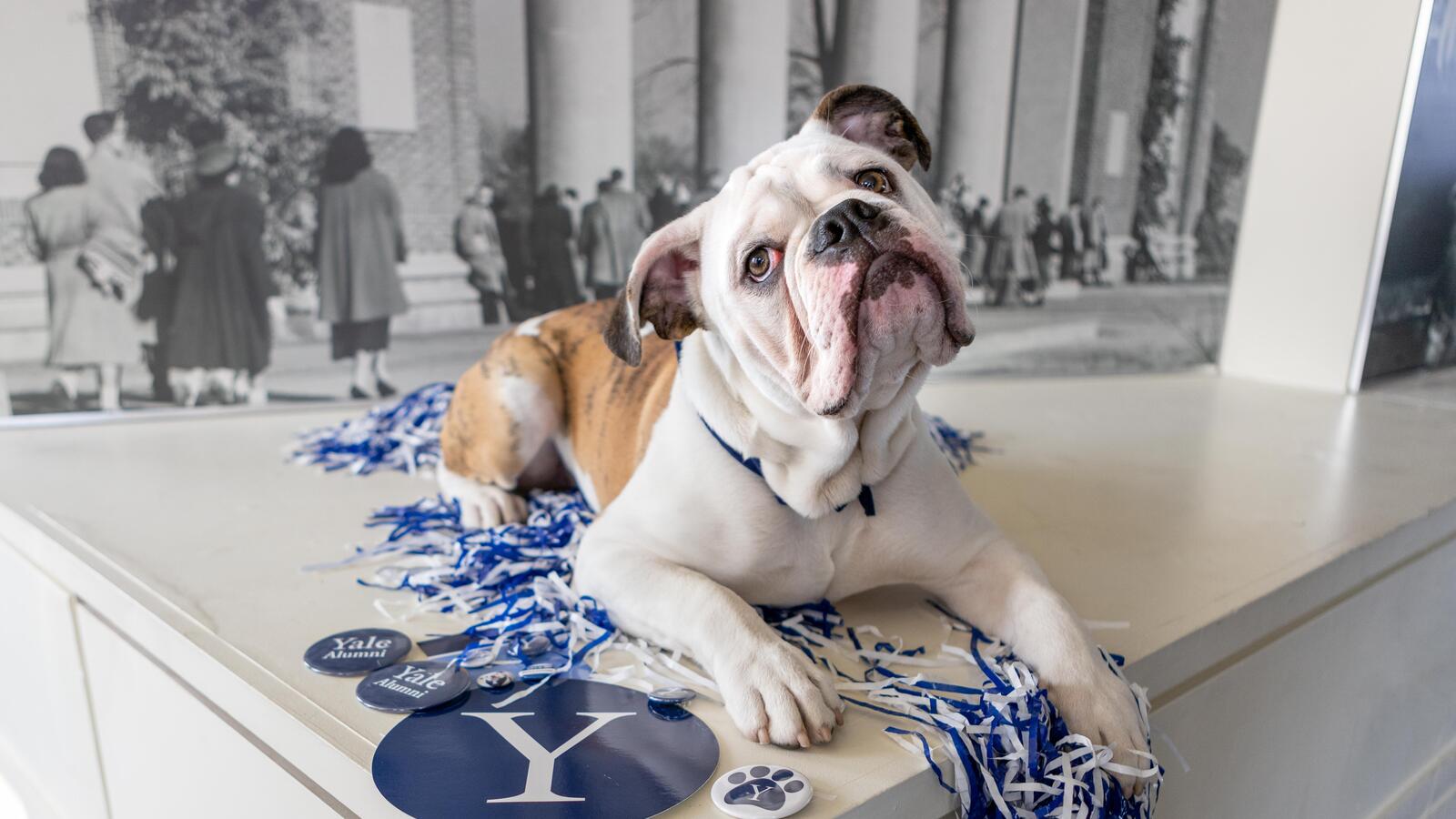 Photo: Yale mascot Handsome Dan sitting on a white table, surrounded by Yale swag.