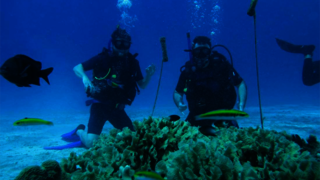Coral Vita founders Gator Halpern ’15 MEM and Sam Teicher ’12, ’15 MEM down on the reefs. 