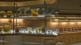 display of taxodermy animals in a room