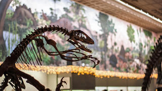 Great Hall of Dinosaurs