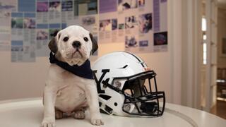 Puppy Kingman with Yale football helmet