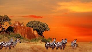 Tanzania: The Serengeti Experience