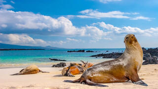 Galapagos Explorer: A Family Adventure in Darwin's Footsteps