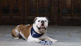 Handsome Dan with Yale sunglasses 