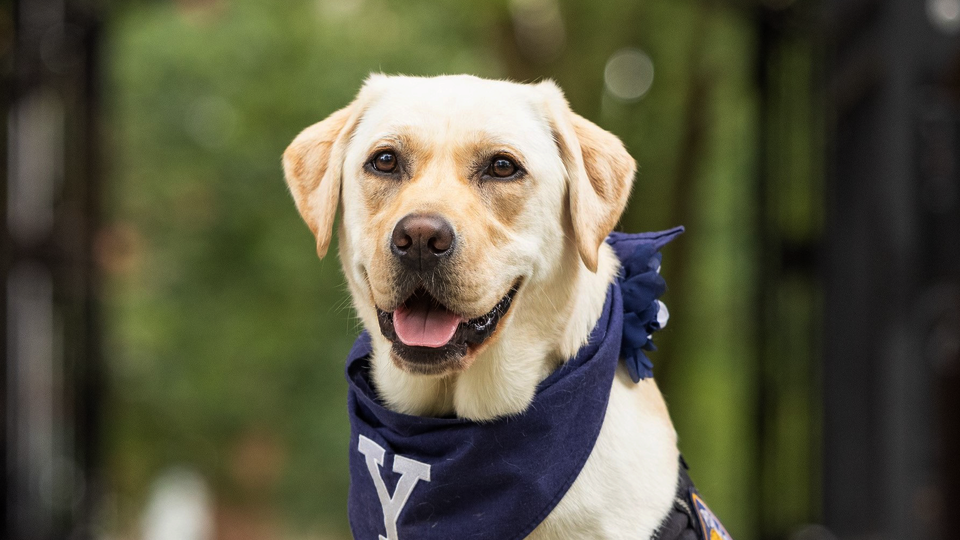 Heidi, Yale’s Public Safety Facility Dog | Yale Alumni Association