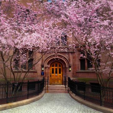 Cherry Blossoms Tree