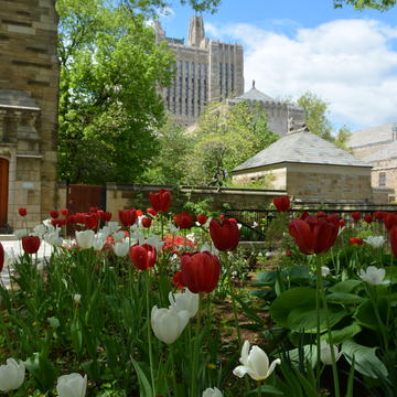Tulips at Berkeley